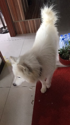 谁家狗狗丢了