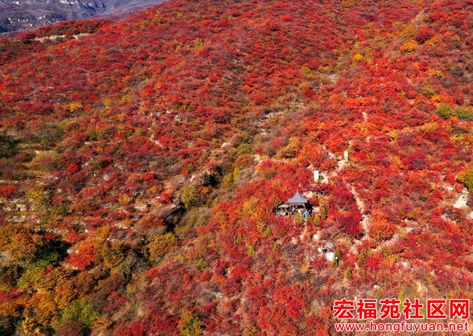 抓住秋天的尾巴，赏京秋最后两周的红叶盛宴！