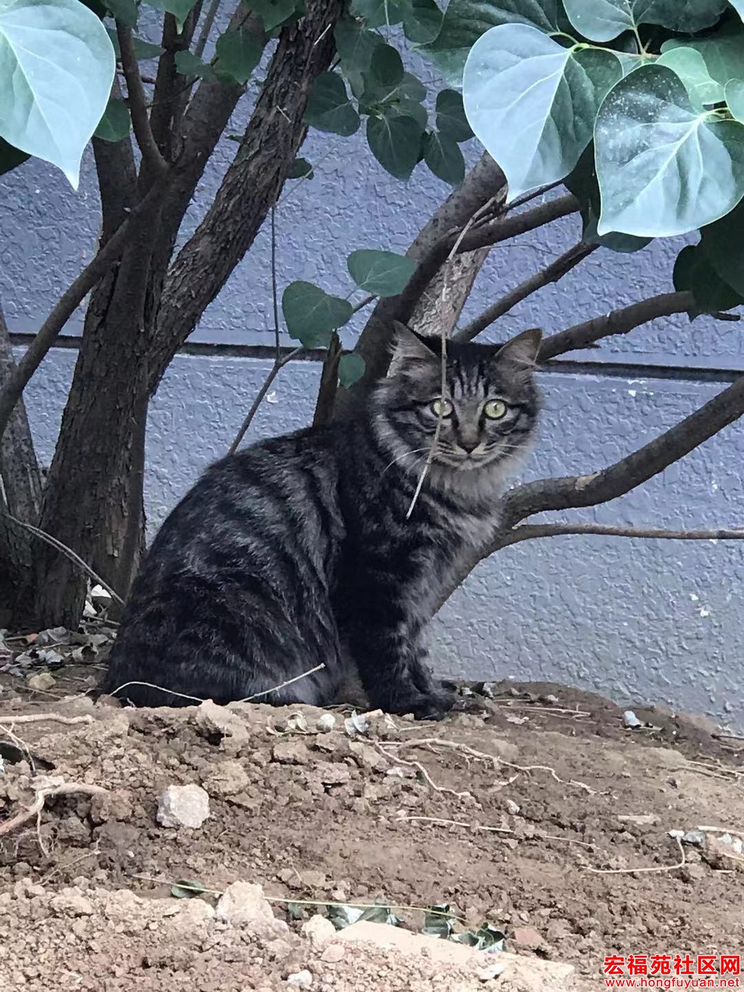 寻猫启事